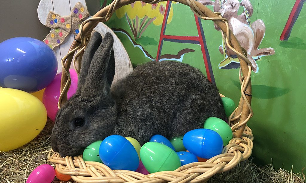 bunny