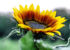 Sunflowers at the Taves Family Farms