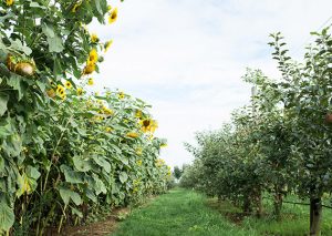 Sunflowers at the Taves Family Farms